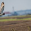 Hibou des marais en Loire-Atlantique